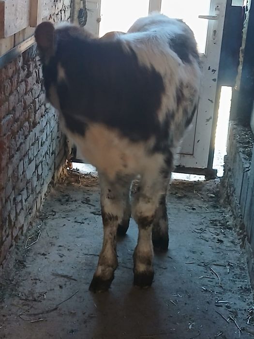 Vând vitea înțărcată de 3 luni