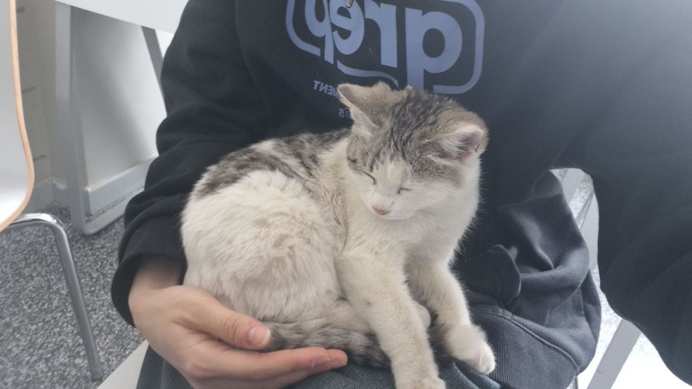 котенок бесплатно