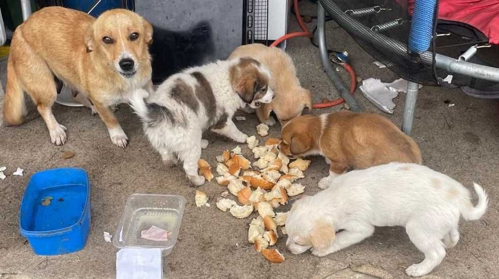 4 puiuțe și o mamă care a suferit prea mult mai au nevoie de ajutor!