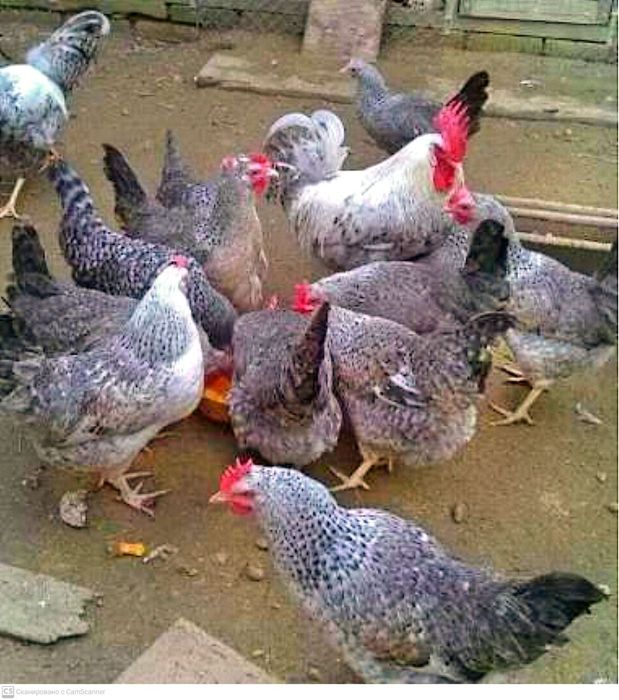 Barkovski toviqlarini tuxumlariga zakaz olamiz 10 mindan