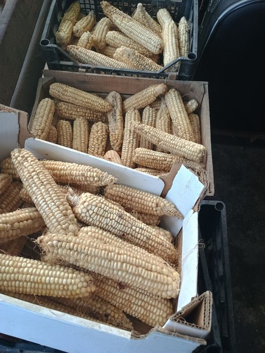 Продавам бяла царевица