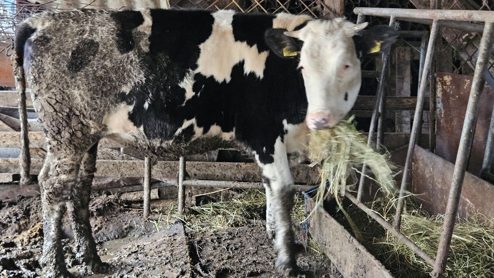 Vand juninca de aprx 400 kg