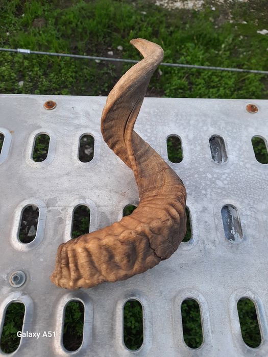 Рог от МУФЛОН. 1 брой