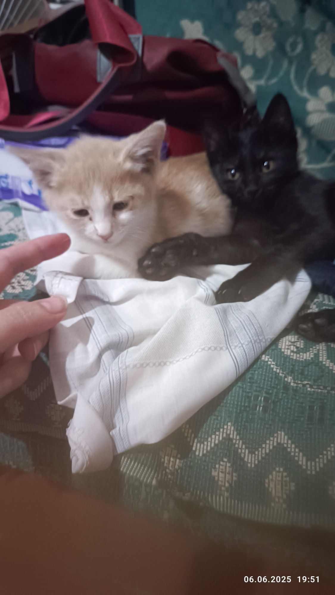 Бесплатно: котята в добрые руки