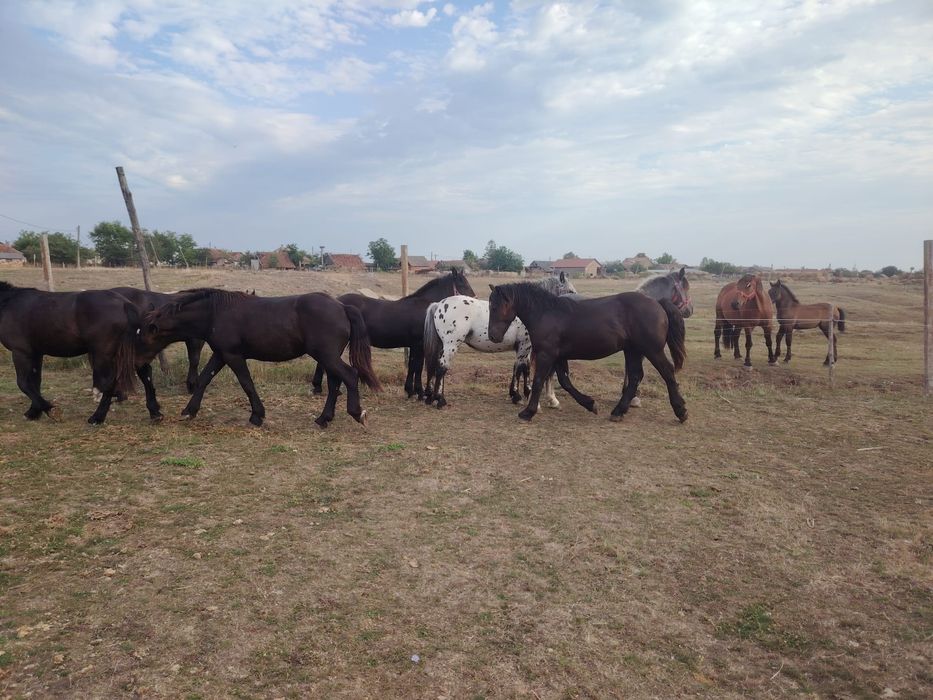 Manji 1 an din părinți de rasa