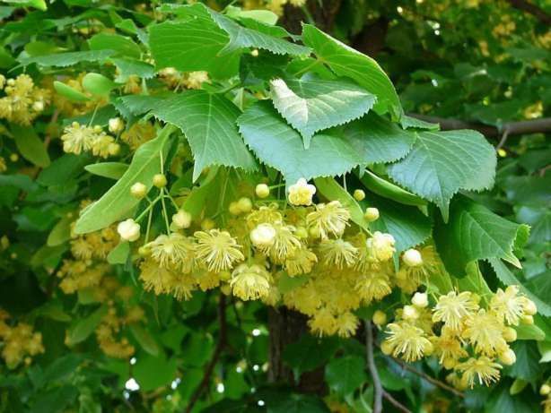 Tei (tilia cordata)