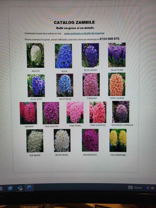 Vand bulbi de zambile si lalele, diverse soiuri, pentru producatori.