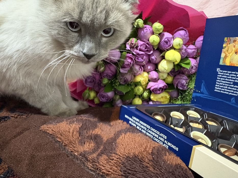 Siyamiskiy mushuk, vyazkaga, o’g’il bola