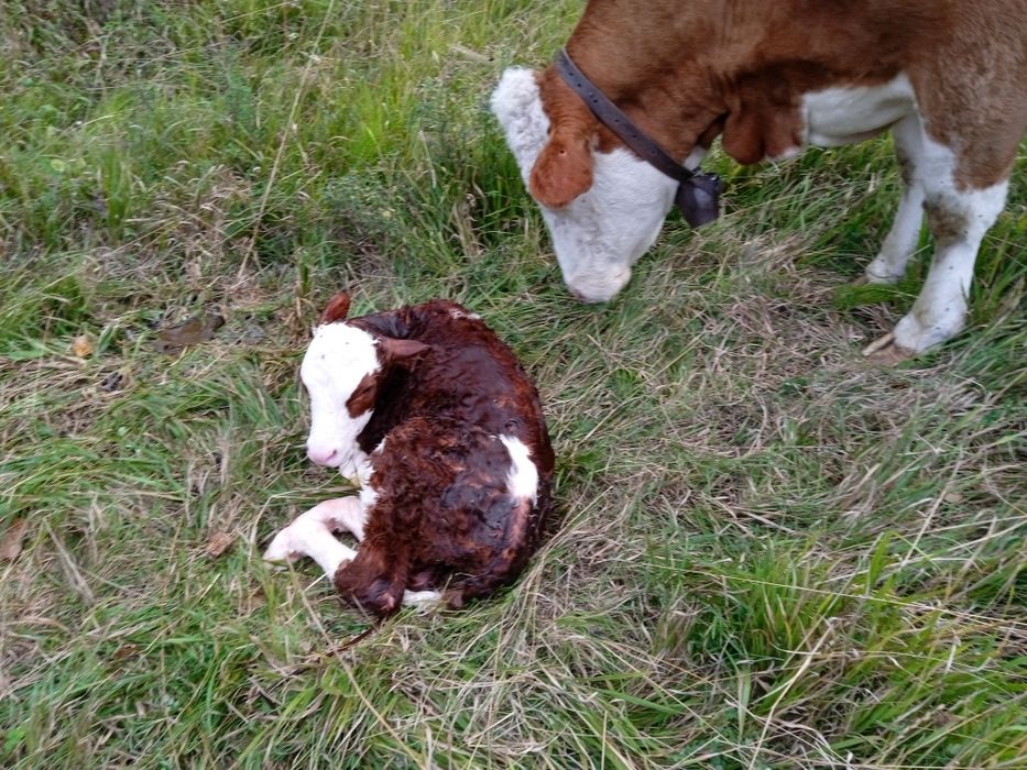 Vând vaca cu vițel