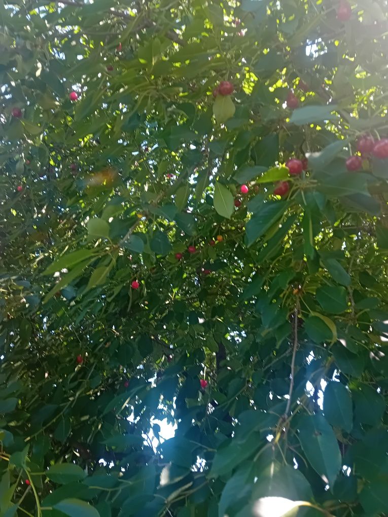 Vand vișine  Sânpetru