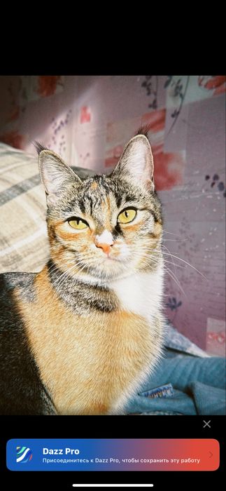 Кошечка бесплатно