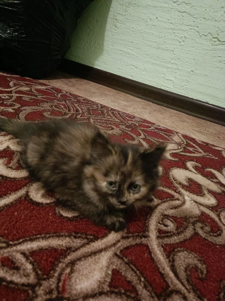 Котята в хорошие руки
