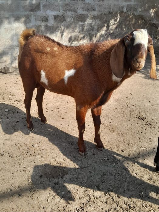 Козел битал , бараны адильбаевские