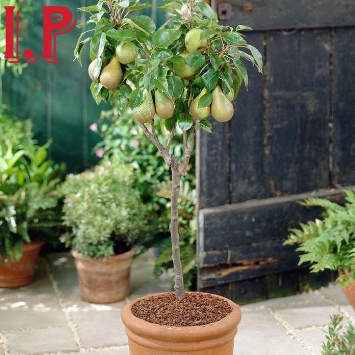 Pomi columnari in anul 4 pe rod