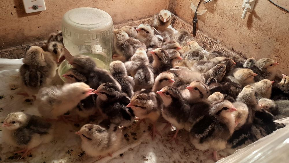 Боровскский цыплата