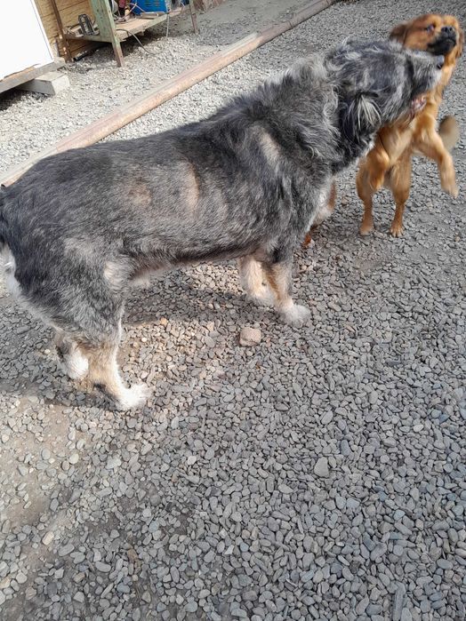 Donez 3 caini 1 talie mare si 2 mici