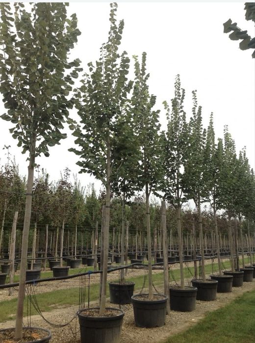 Platani (Platanus acerifolia , Tei mesteacn etc.