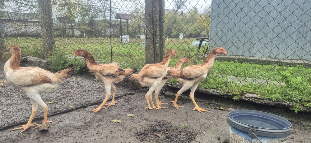 Perechi combatant malaez