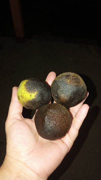 Nuci negre Americane Juglas nigra