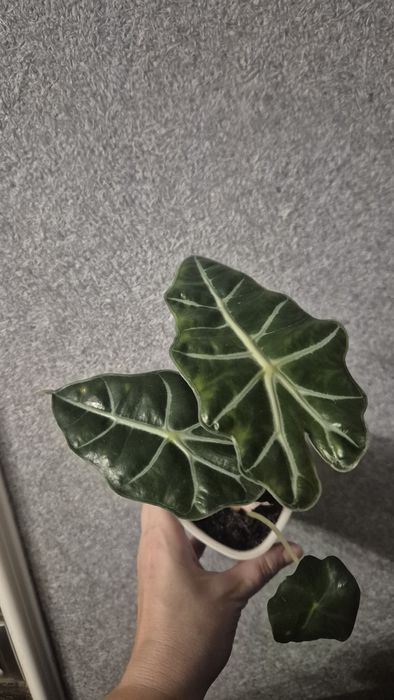 Комнатные неприхотливые растения