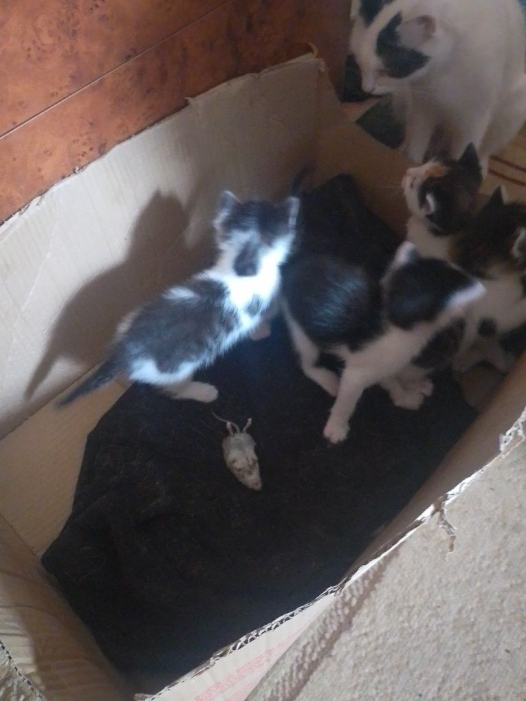 Отдам Котят Даром