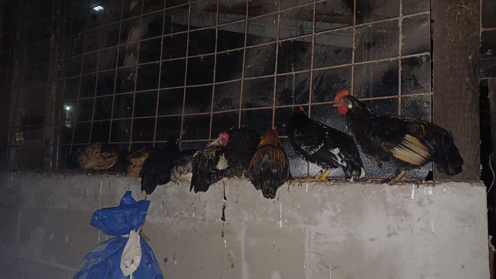 Găini si cocoși rasa mică (americani)