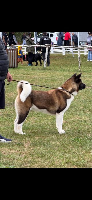 Akita American Femela Pedigree Tip A 2 ani