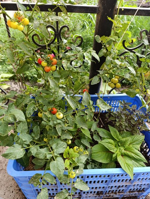 Биогумос сотилади