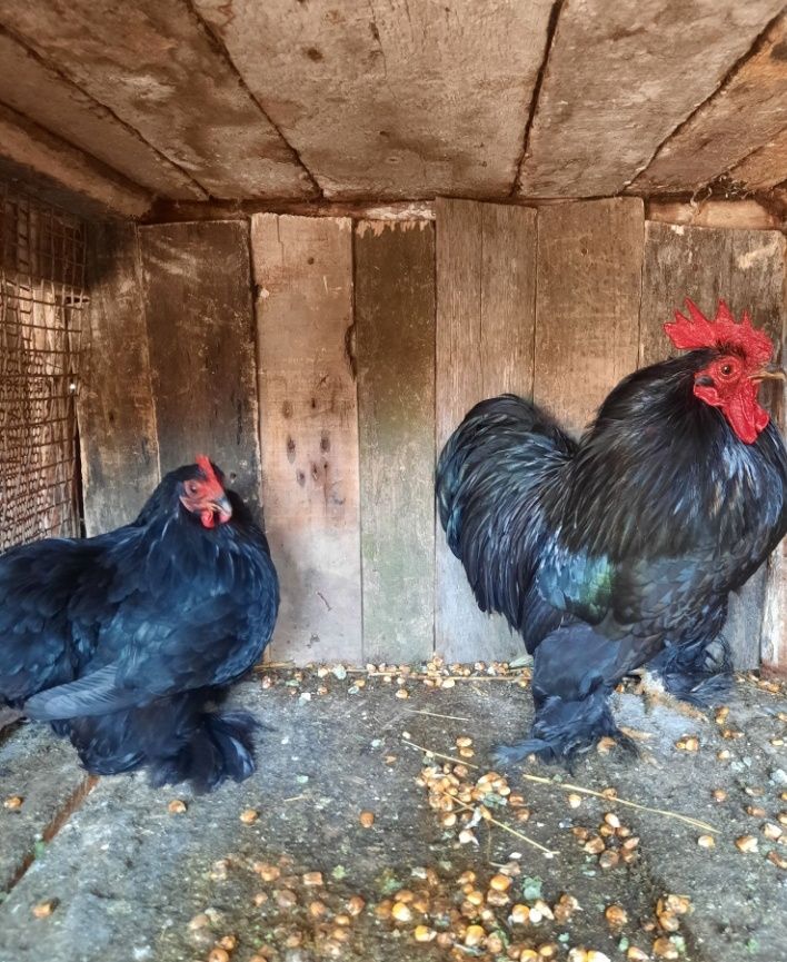 Vând cocoșelul conchinchina pitic