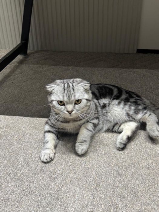 Шотландский вислоухий кот
