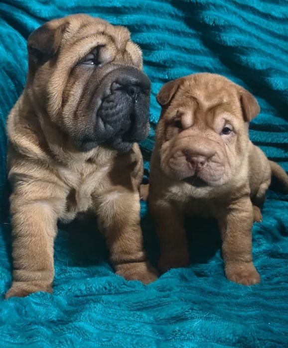 Шарпей собака .паспорт все документы имеятса