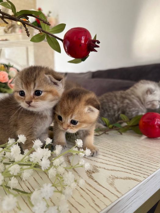 Залотая шиншила 25 акрас