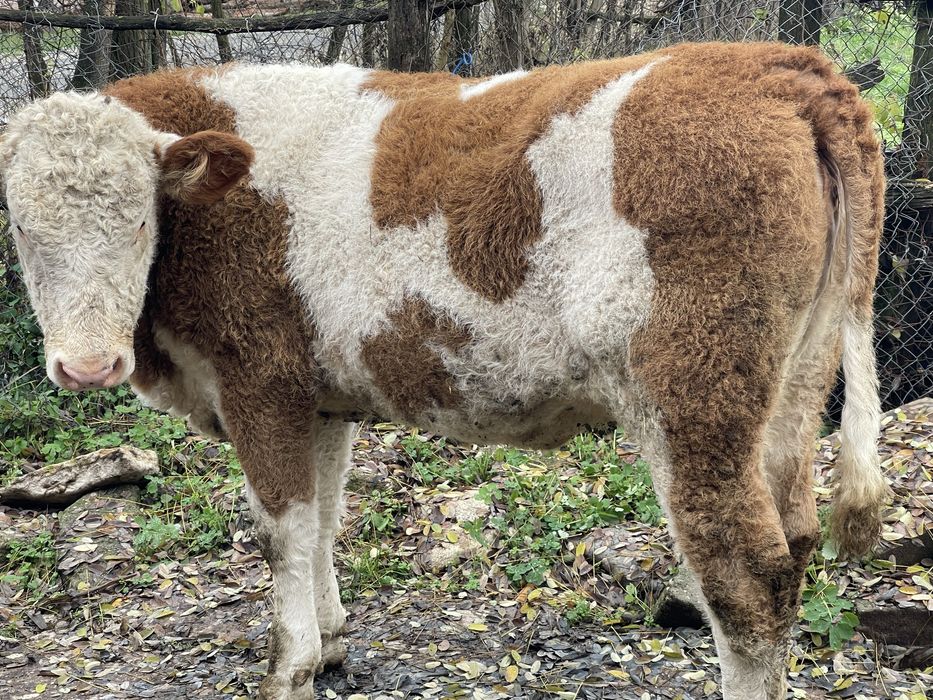 Vand vitea                            .