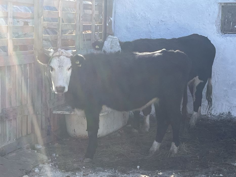 1,6 жасар тайынша сатылад