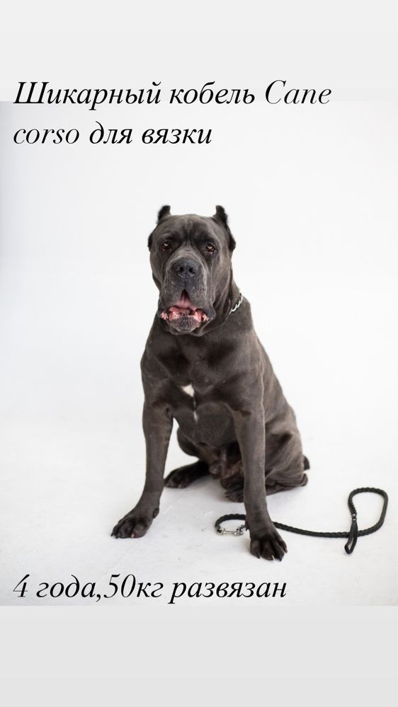 Кане корсо вязка cane corso