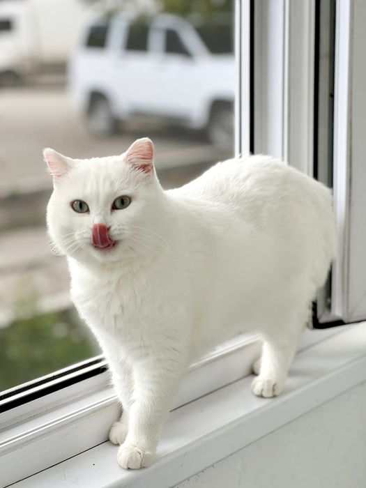 Белоснежная кошечка Милочка ..Стерелизована