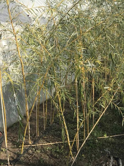 Жълта плачеща Върба