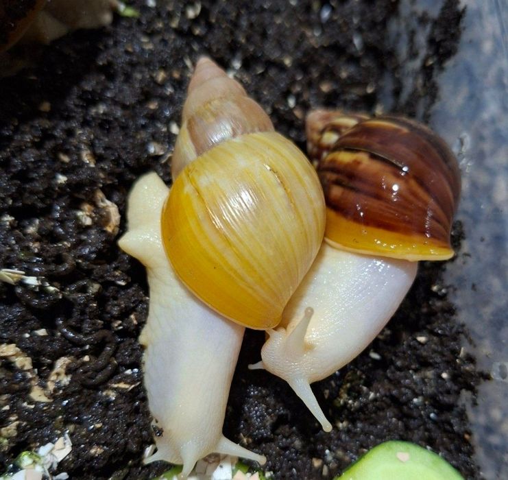 Ulitkalar sotuvda bor optom dona