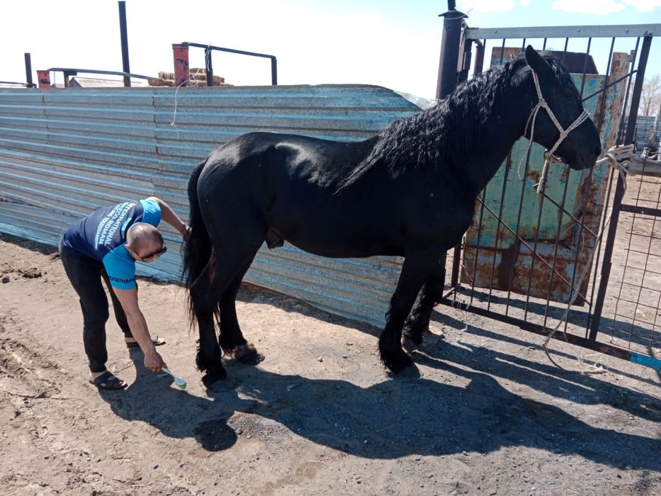 Айғыр, бие, байтал, құлынды бие, ұрғашы тайларға айырбастаймын