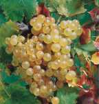 struguri de vin 2025 Vrancea