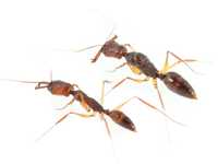 Odontomachus rixosus(муравьи капканчики)