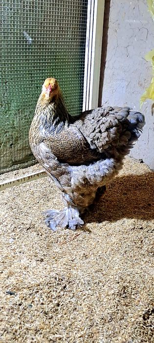 Galuboy kuropat brama makiyon sotiladi