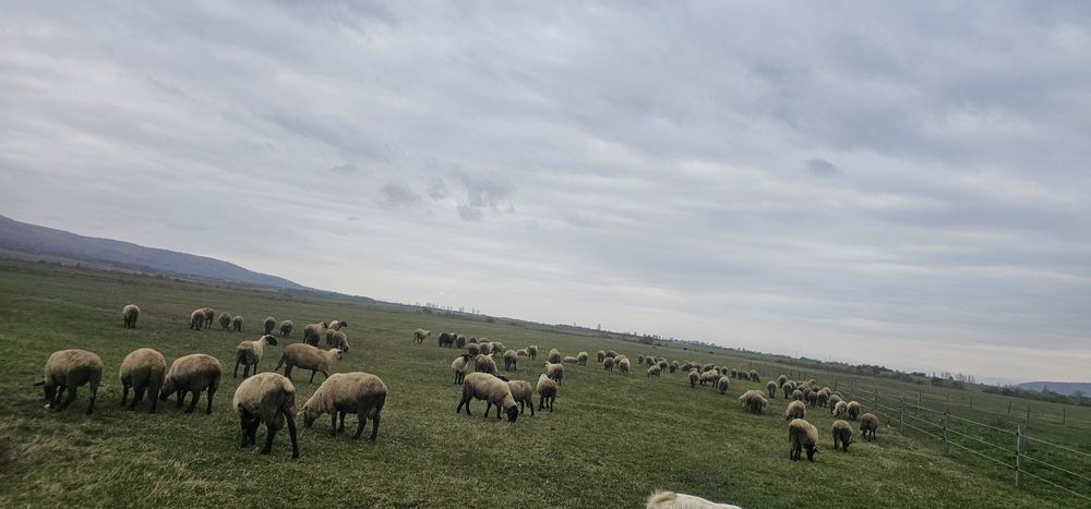 De vanzare oii Suffolk