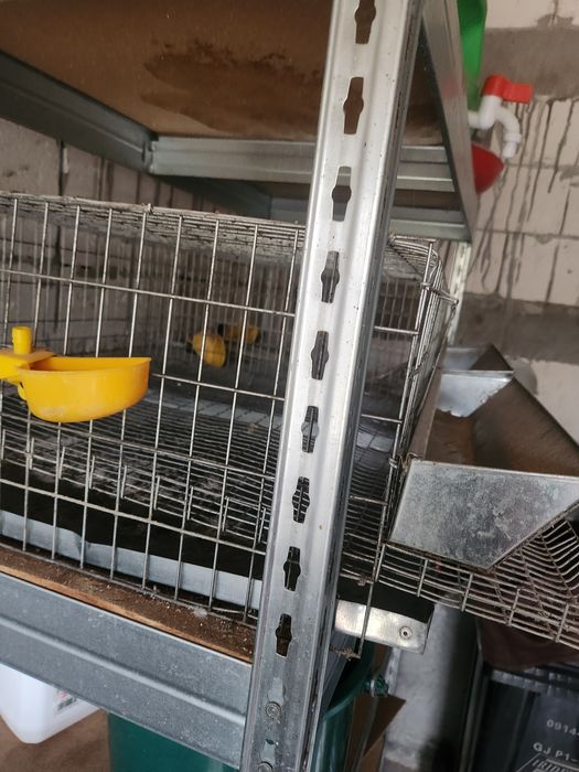 Vand cusca prepelite