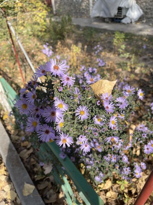 Снять квартиру : в бостандыкском районе не дорого , на 6 месяцев