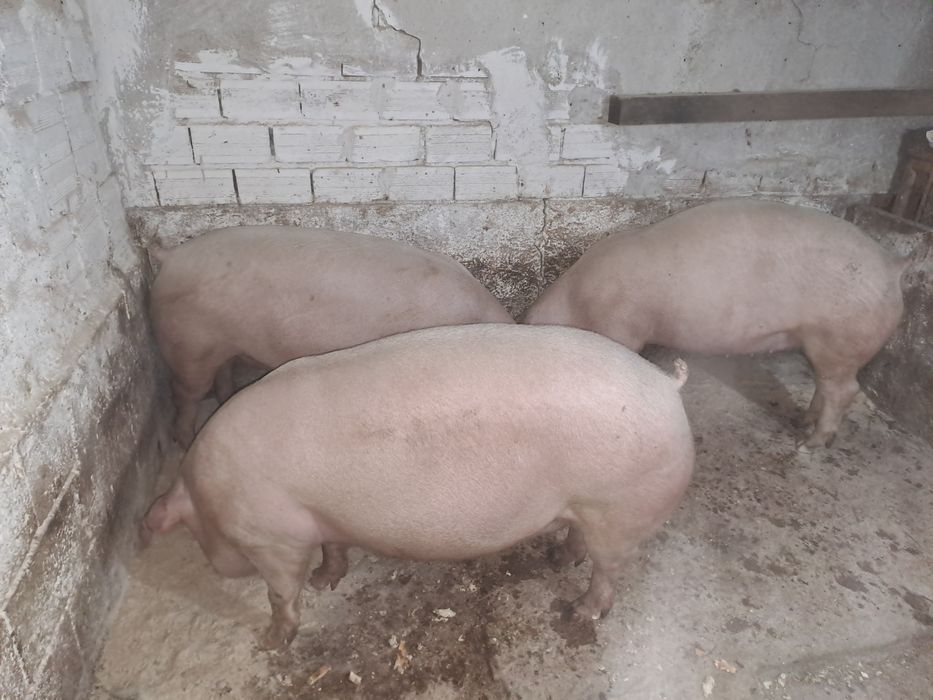 Домашни прасета.