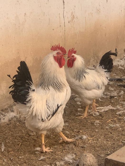 Хурозлар сотилади