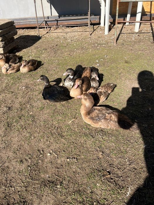 Vând rațe leșești