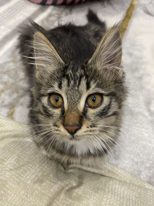 Отдам даром мушукчала берилади