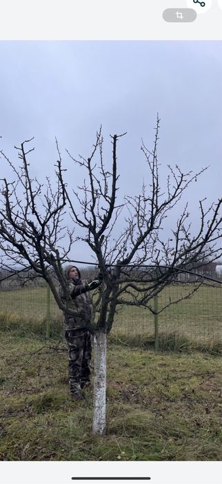 Taiere pomi fructiferi /arbori !